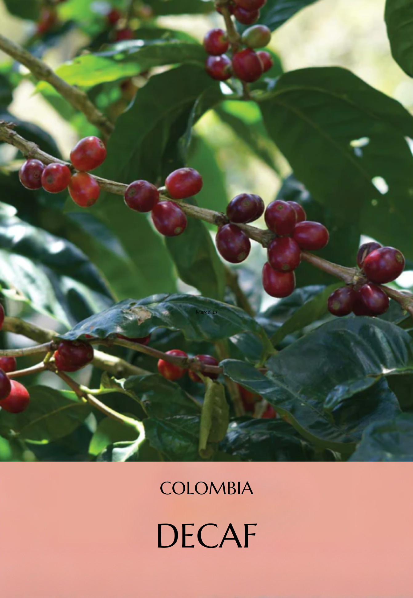 Colombia Decaf