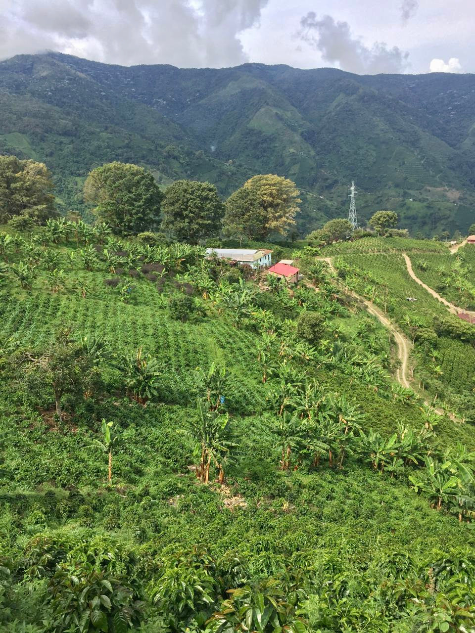 Colombia - Oscar Restrepo, La Divisa, Natural Geisha