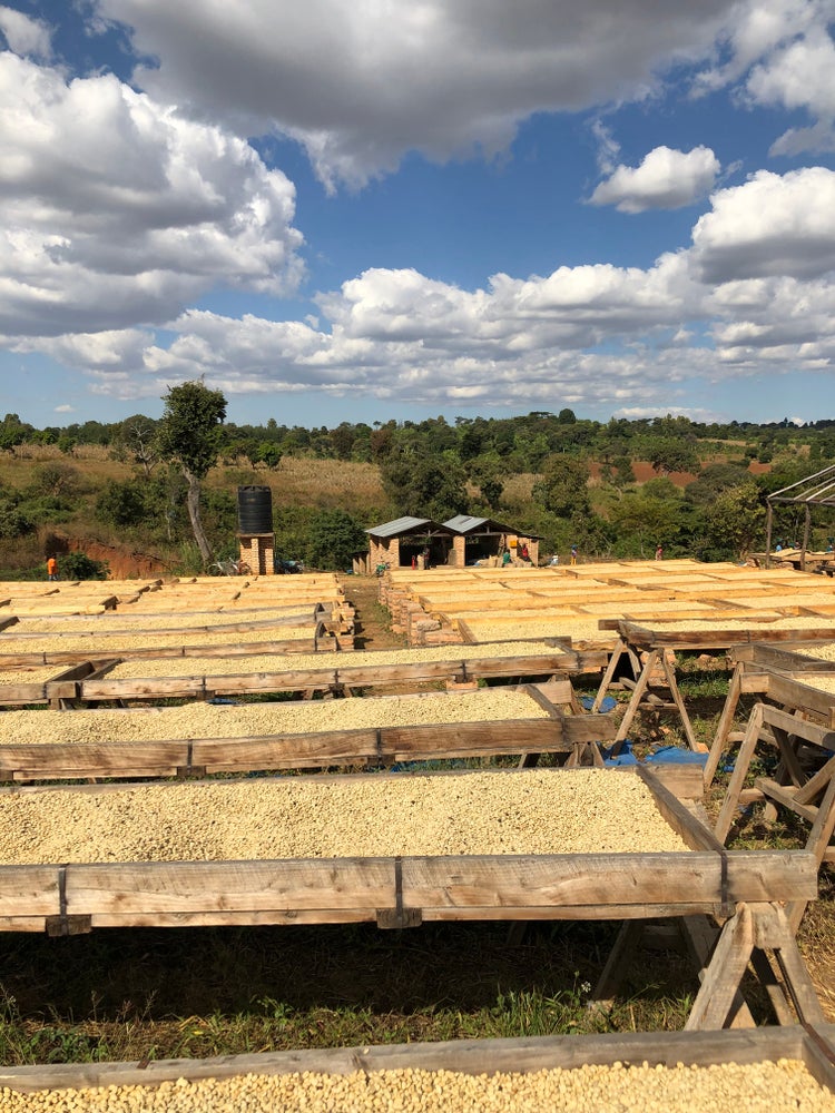 Kenya - Kabingara Kirinyaga Peaberry