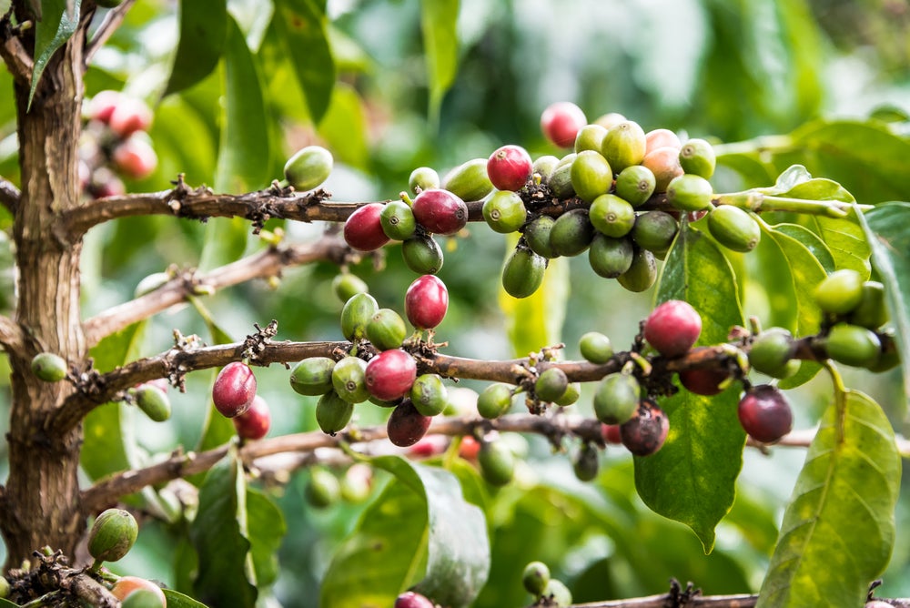 Kenya - Kabingara Kirinyaga Peaberry
