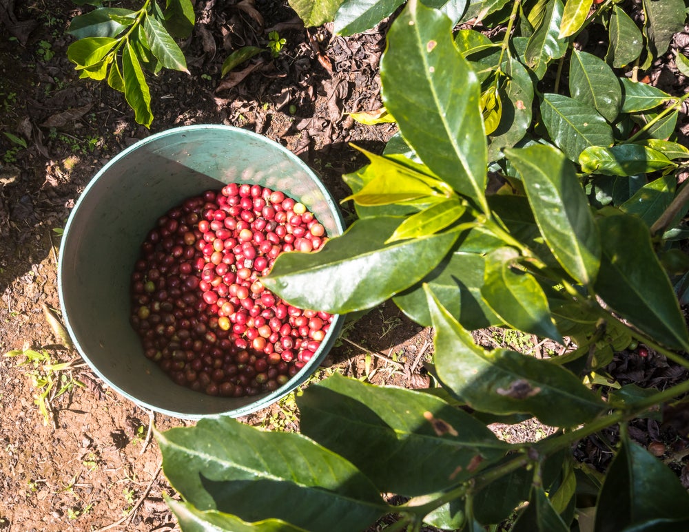Kenya - Kabingara Kirinyaga Peaberry