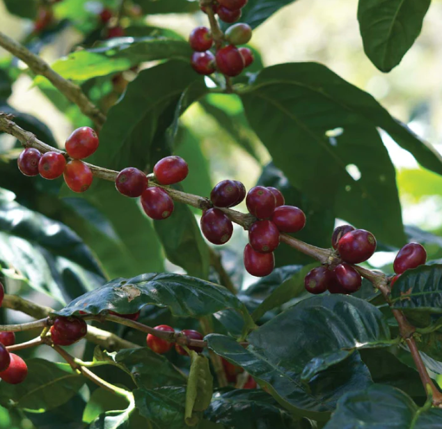 Nicaragua Olman Valladarez