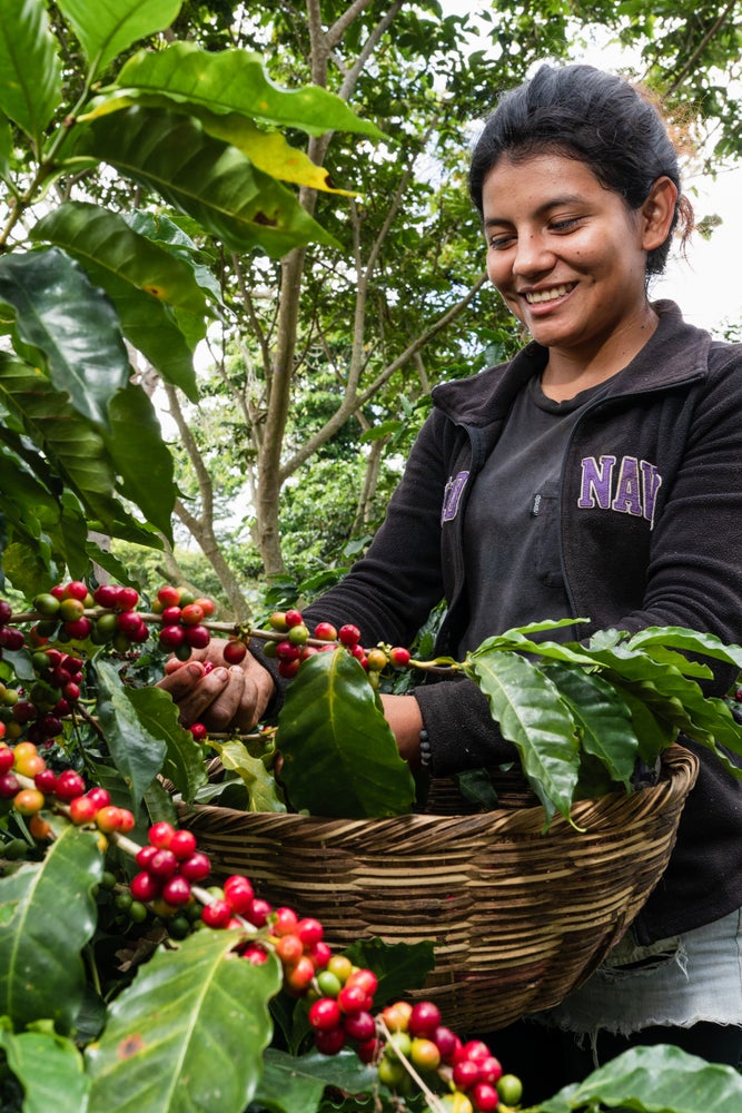El Salvador - Emilio Lopez Diaz El Manzano Red Bourbon