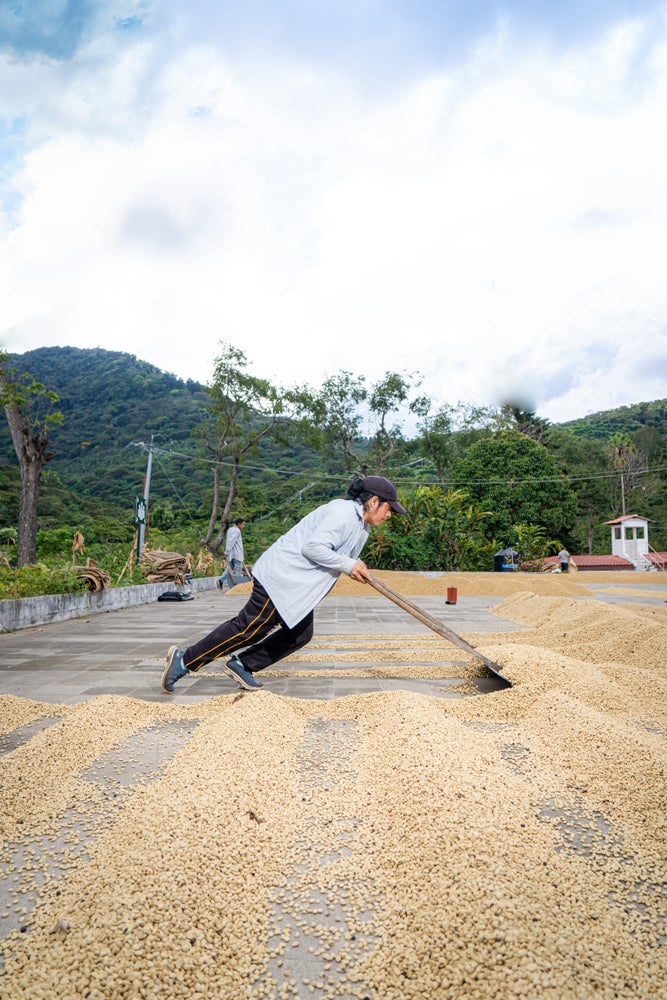 El Salvador - Emilio Lopez Diaz El Manzano Red Bourbon