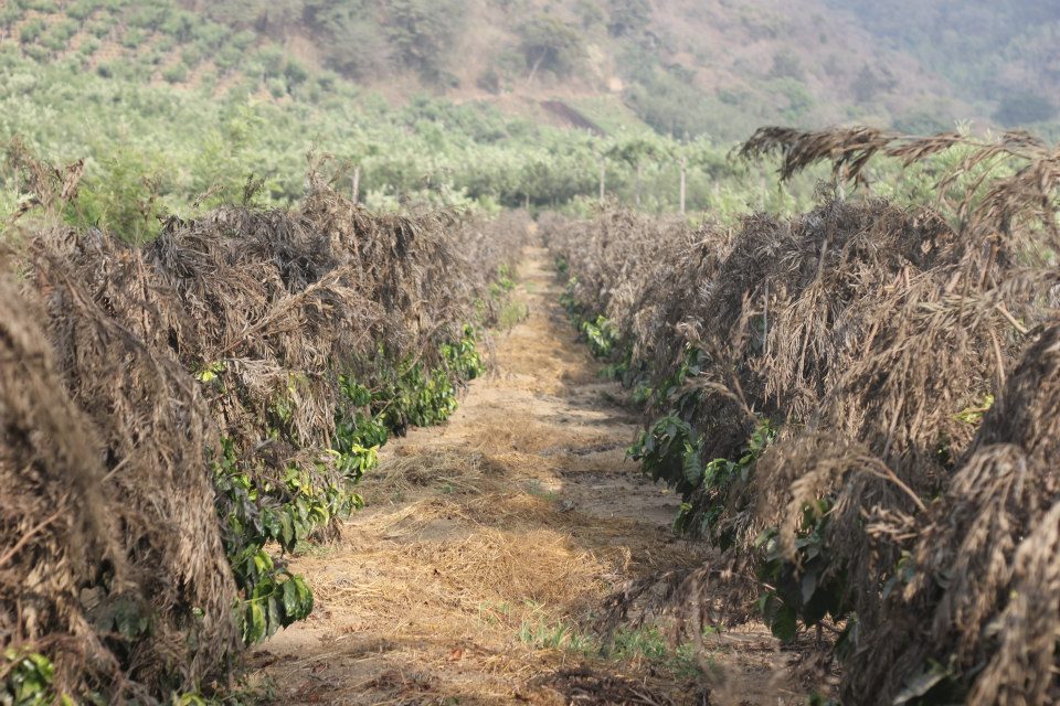 Colombia Decaf