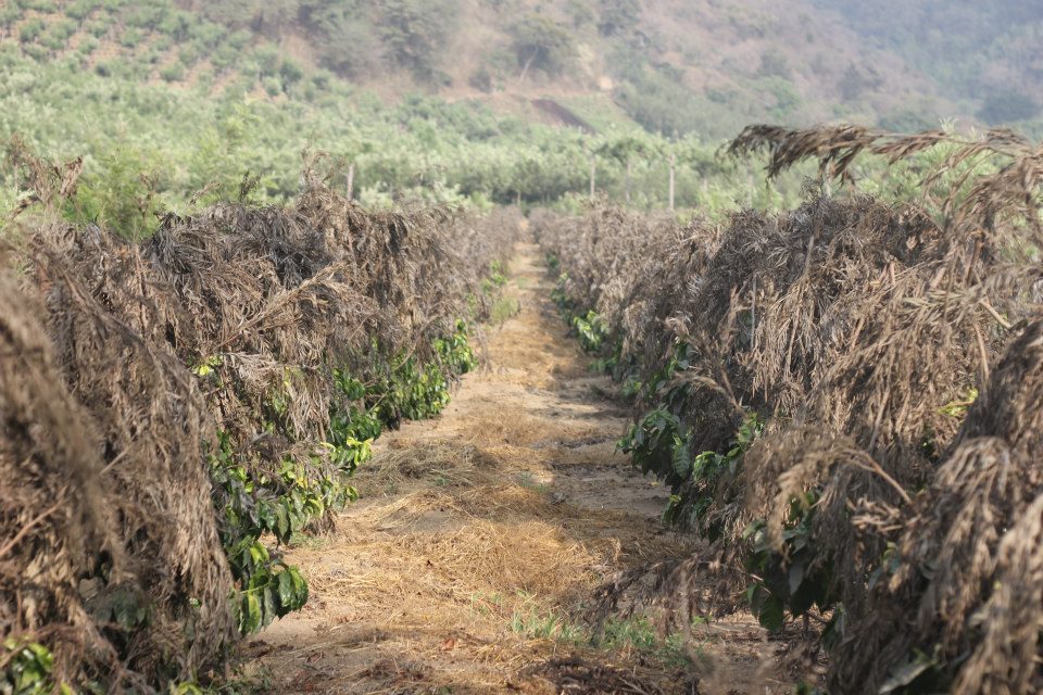 Colombia Decaf