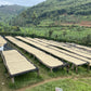 Rwanda Agnes Mukamushinja