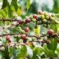 Kenya - Kabingara Kirinyaga Peaberry