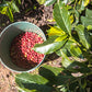 Kenya - Kabingara Kirinyaga Peaberry
