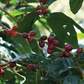 Nicaragua Olman Valladarez