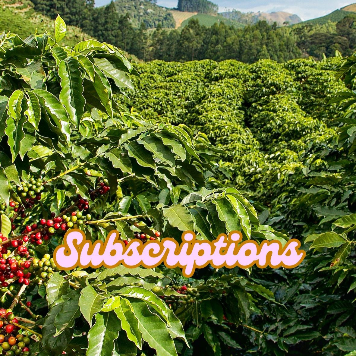 Coffee Subscriptions